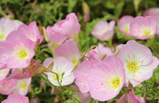 花開(kāi)荼蘼，讓鏡頭邂逅春天